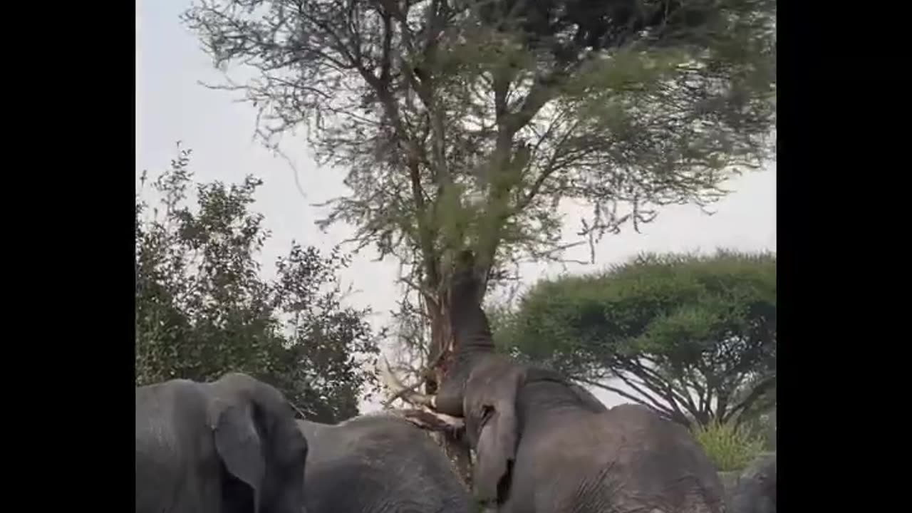 YOU WILL SHOCK!! ELEPHANT SHOWS HIS STRENGTH IN FRONT OF TOURISTS