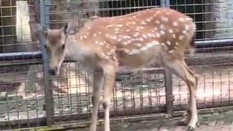 The sika deer is looking at his father