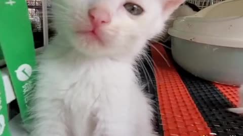 cute cat