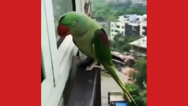 You won't belive we have a talking parrot