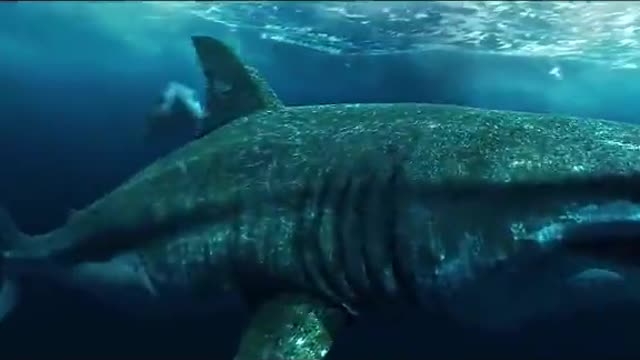 Whale BIG | The Best Amazing Videos | WOW OMG | CRAZY VIDEOS NEWS | VIRAL VIDEOS