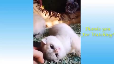 funny pet animals full of joy