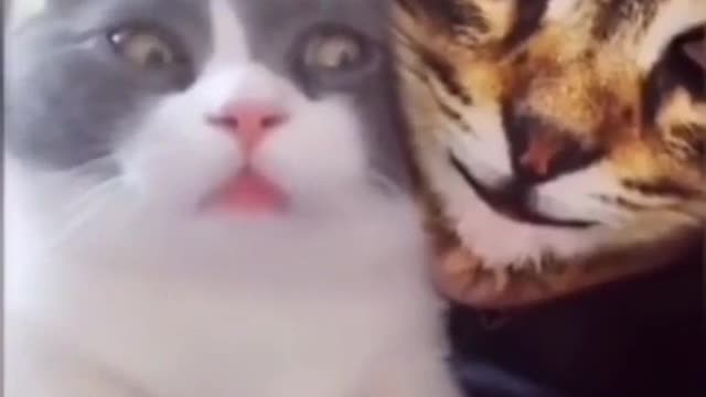 Funny kittens reaction on the cat face filter 🤣🤣.