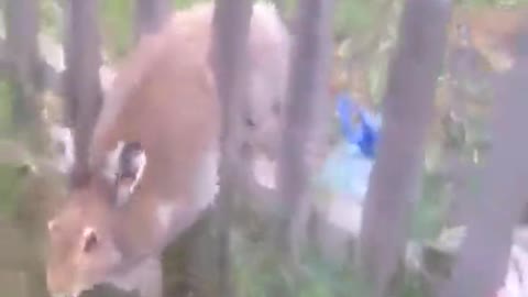 Rabbit Rescued After It Is Stuck In Fence