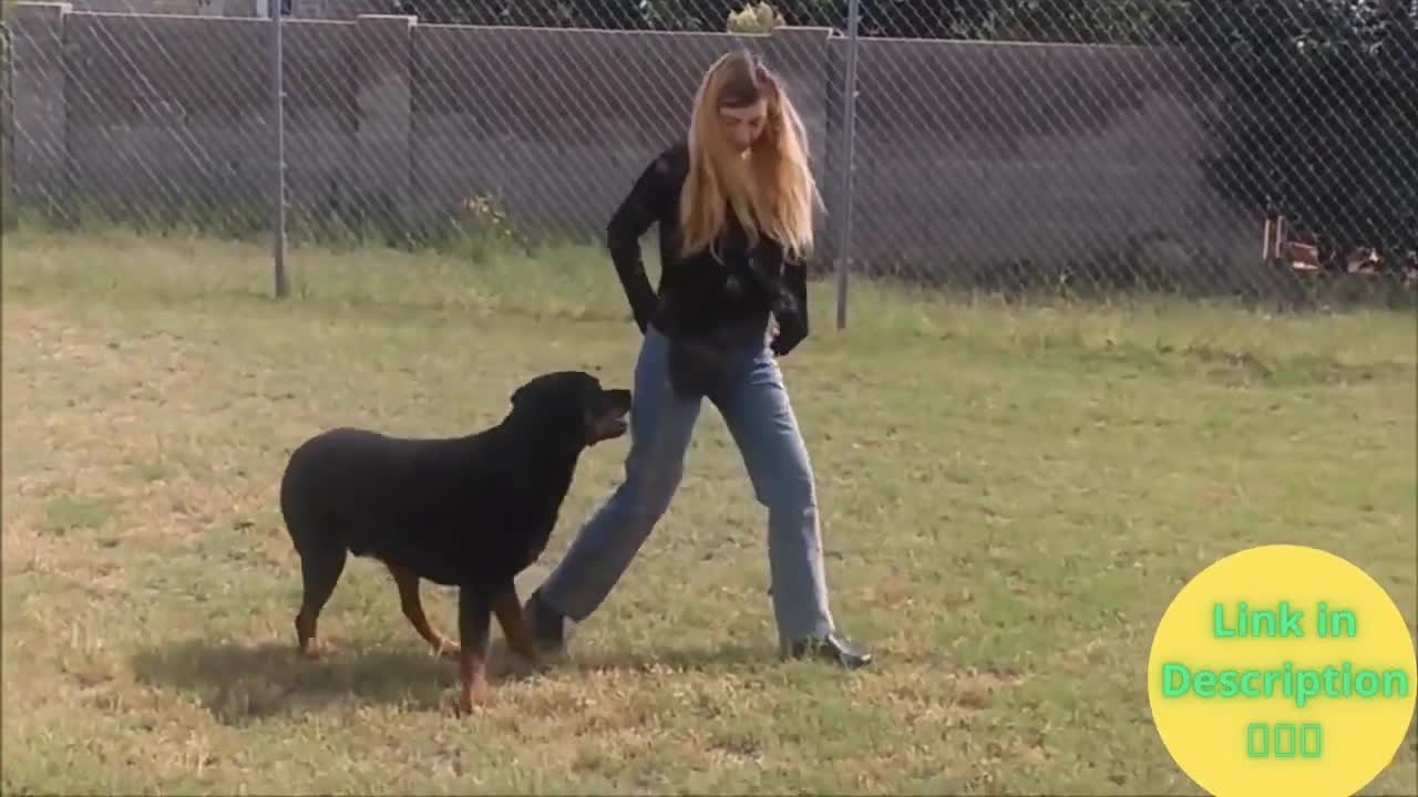 dog training video