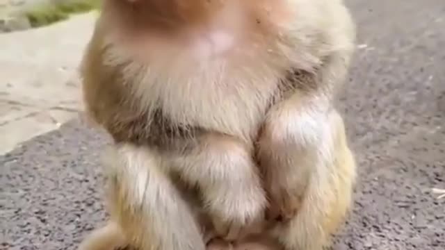 Innocent baby monkey