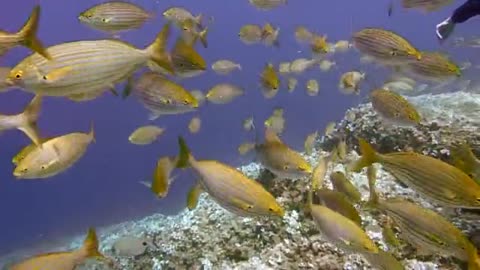 Diving Scuba Diving Underwater Fish1