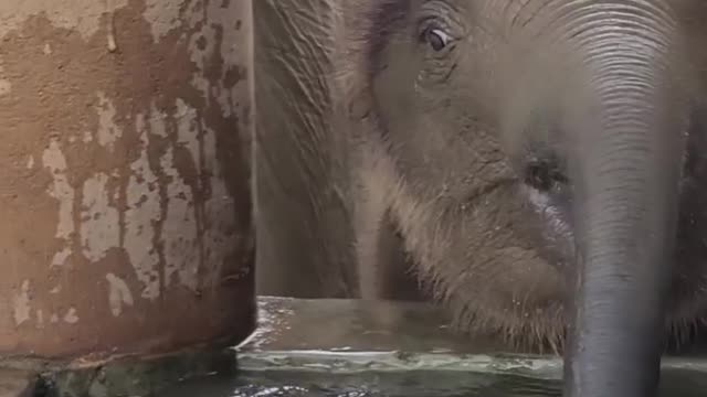 Cute baby elephant drinking water