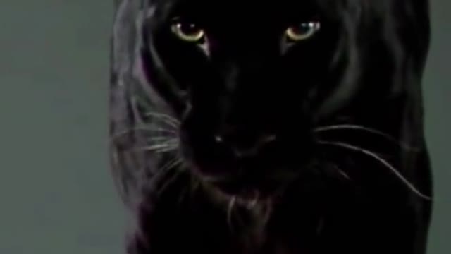 🙄Animals in baby to adult - amazing