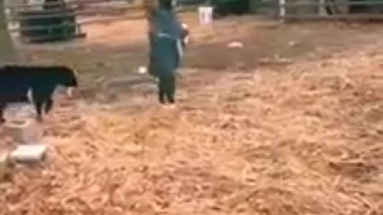 funny animal videos
