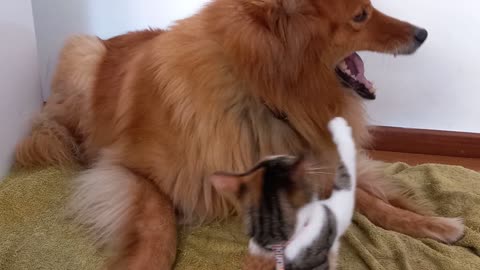 Dog with cat joke