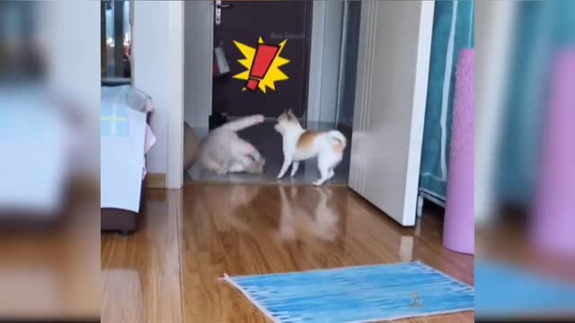 Cats , cats amazing training