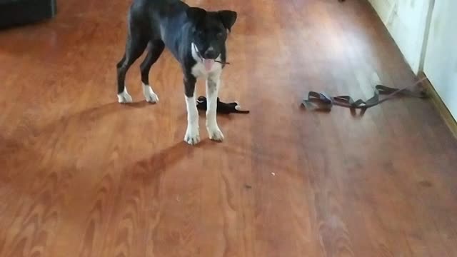 Doggy ladybird attacks cat toy