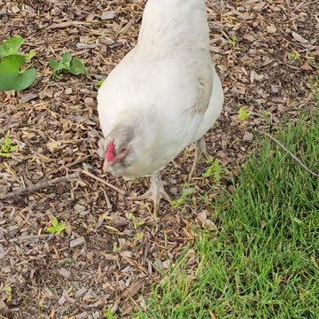 OMC! Whitey on the hunt pecking and scratching! #chicken #hen #americauna #whitey #shorts #hunting