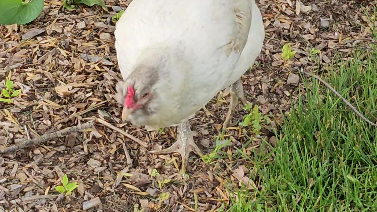 OMC! Whitey on the hunt pecking and scratching! #chicken #hen #americauna #whitey #shorts #hunting