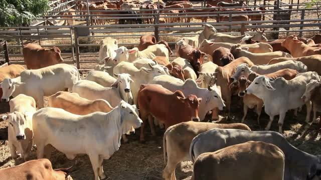 Brahman Beef Cattle Cows Sale Yard Pens