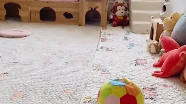 funny bunny everyday
