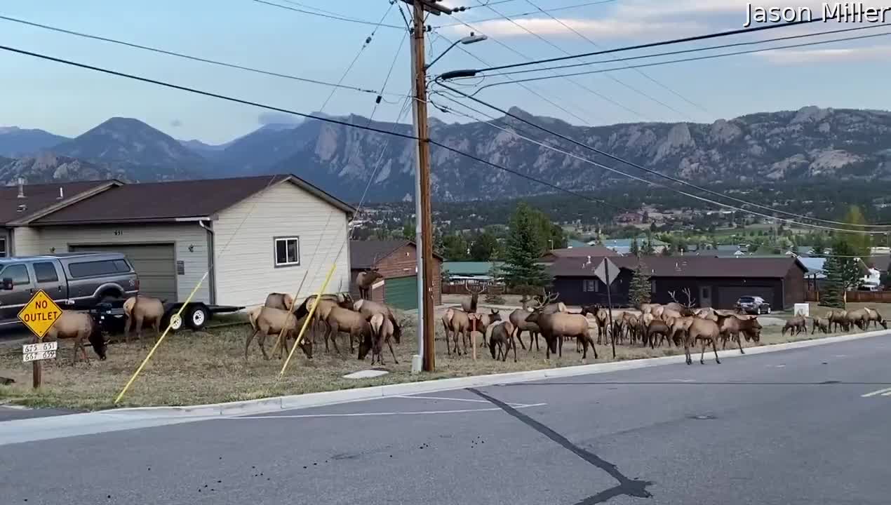 Passing By a Heard of Elk in Estes Park