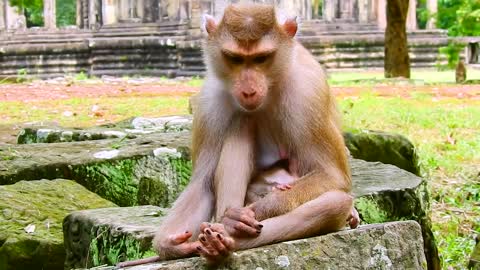 Hugs mommy and feeding funny video of monkey mother and child breastfeeding and feeding