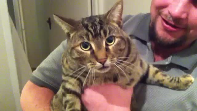 Cat REALLY hates being picked up