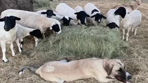 Boz Shepherd are Great Livestock Guardians Protecting Deer and Sheep