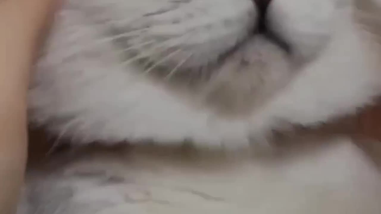 Cat video