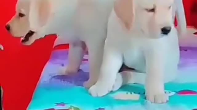 Funny Cat And Dog