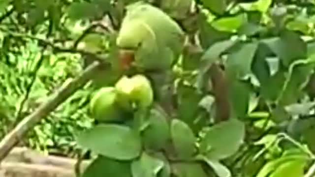 Parrot eating guava video || parrot eating guava on tree....