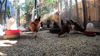 Backyard Chickens Fun Relaxing Video Hens Roosters!