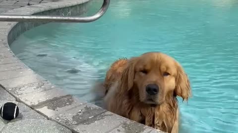 Doggy Doesn't Want to Get Out of Pool