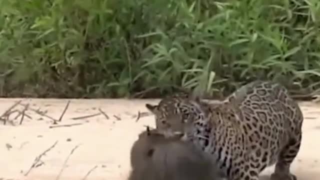 Incredible Tiger Battles Caught On Film