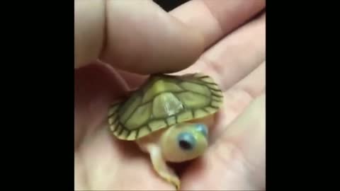 WOW....baby turtle