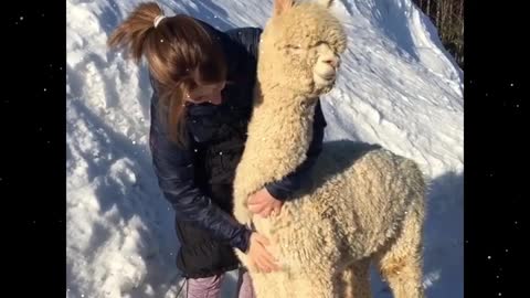 The alpacas and the beauties