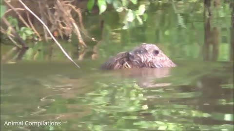 Eager Baby Beavers Eating Timber