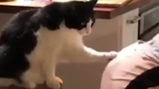 Cat Seems To Like a Girl Twerking🤩😂