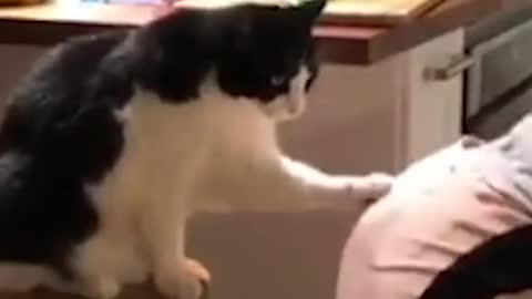 Cat Seems To Like a Girl Twerking🤩😂