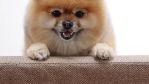 Cute Dog, Dog Video, Relax Time, Relaxing