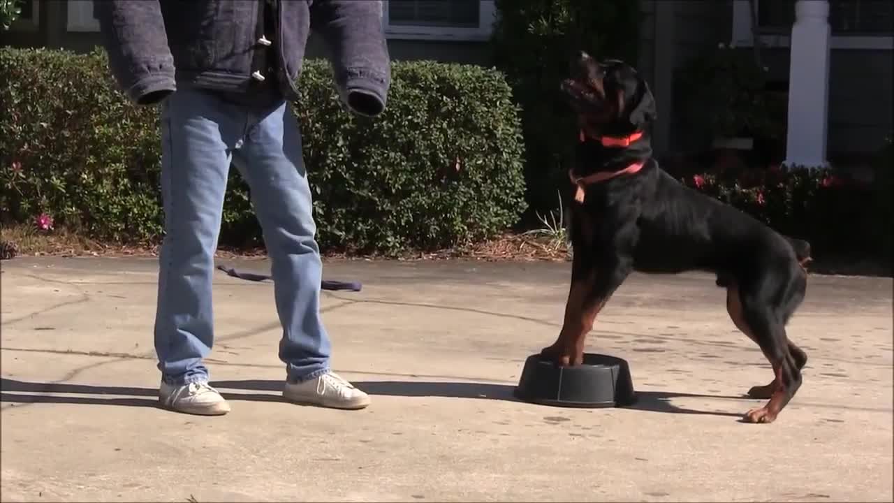 Teaching Dogs To Guard People & Objects