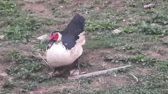 duck become angry and going away from me.........!