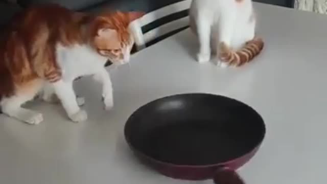 Cats fascinated by spinning a cat