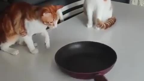 Cats fascinated by spinning a cat