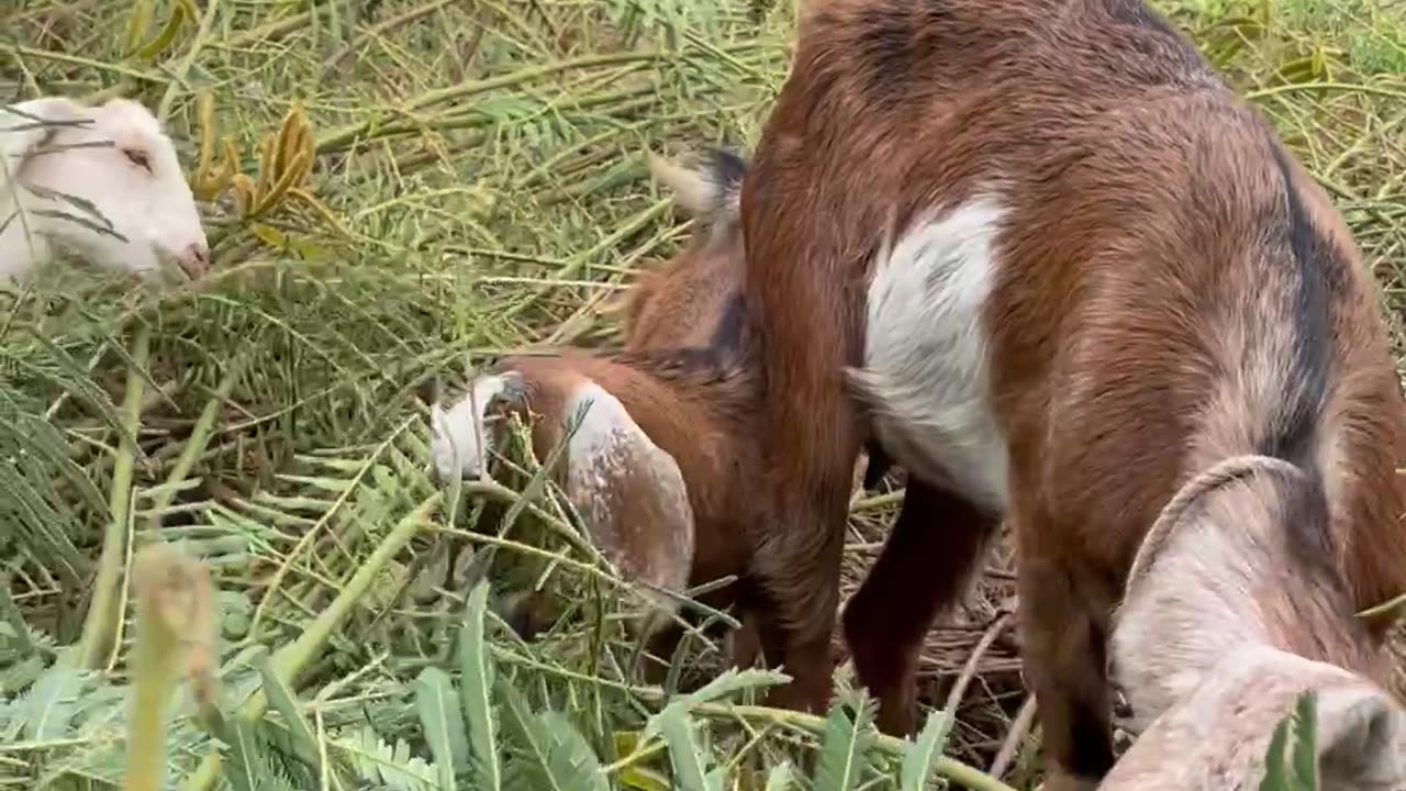 love and beautiful goat, so cute1