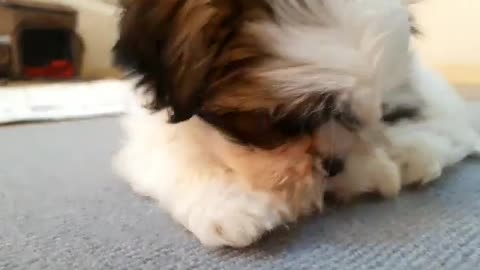 Shih Tzu eagerly eating dog gum