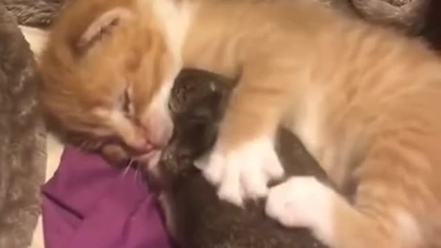 They are very best friend baby cute cat or baby rebbit