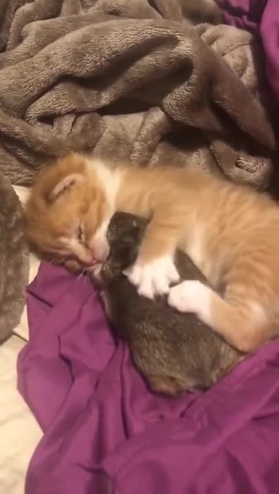 They are very best friend baby cute cat or baby rebbit