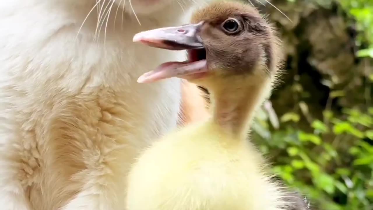 Duck and cat friendship cool video,cats ,ducklings ,funny videos,funny,cool cats