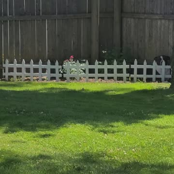 Can you find Bruno the pitbull? Enlarge your screen! This is new!