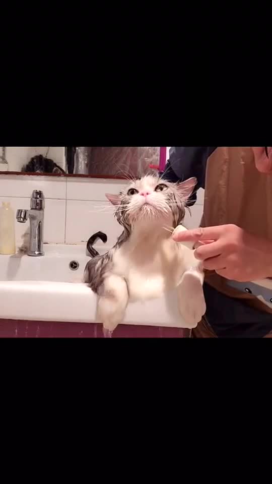 What was it thinking?