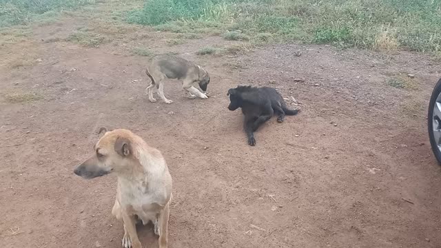 Stray dogs in my garden