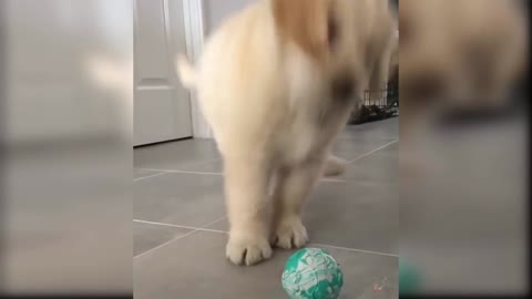 Adorable and funny puppies